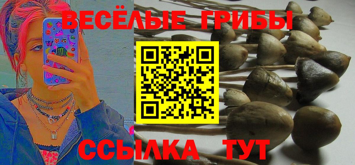 Галлюциногенные грибы Psilocybine cubensis  Псилоцибиновые грибы MAGIC MUSHROOMS  Вход с VPN  Нефтекумск 